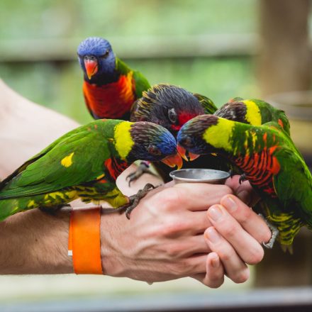 Specii de papagali pe care să le adopți: Un ghid complet