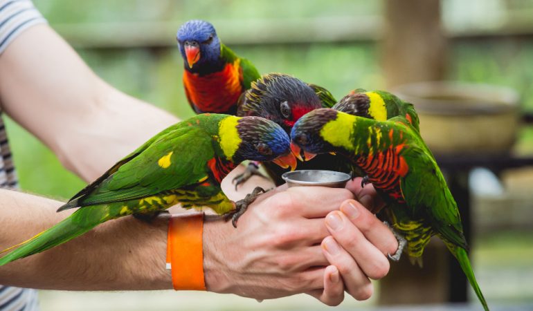 Specii de papagali pe care să le adopți: Un ghid complet