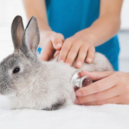 Cum să previi și să tratezi bolile comune la iepuri