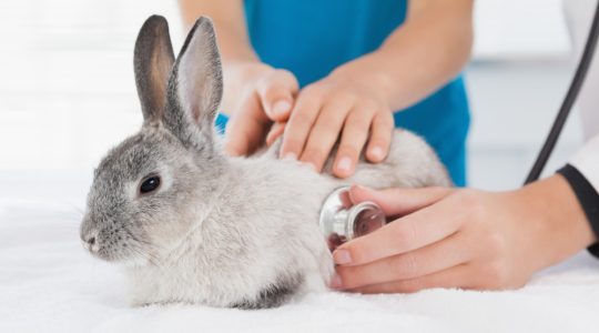 Cum să previi și să tratezi bolile comune la iepuri