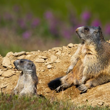 Marmota: secretul unui mamifer care prezice sfârșitul iernii