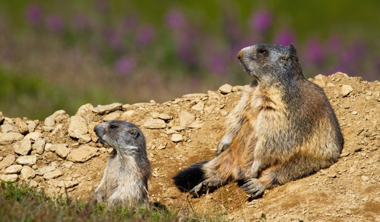 Marmota: secretul unui mamifer care prezice sfârșitul iernii